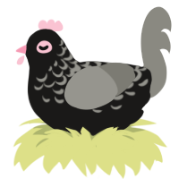 Minnie, a sable and ash chicken with a half-lace pattern