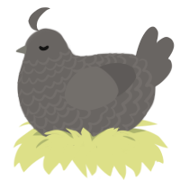 rock, a grey chicken with a lace pattern
