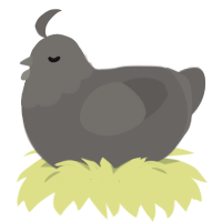 A grey chicken with a head pattern