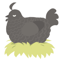 rovk, a grey chicken with a lace pattern