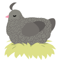 A ash and grey chicken with a double-lace pattern