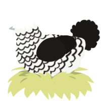 Ibuprofen, a white and sable chicken with a lace pattern