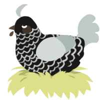 A sable and silver chicken with a lace pattern