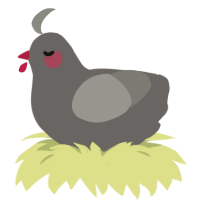 (unnamed), a grey and ash chicken
