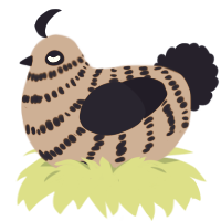A vermilion and tumblr chicken with a bar pattern
