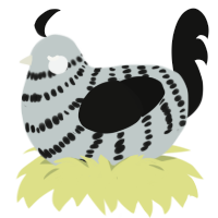 Ice, a silver and black chicken with a bar pattern