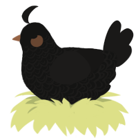 A black and sable chicken with a double-lace pattern