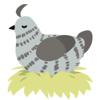 A silver and grey chicken with a bar pattern