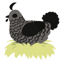 A grey and black chicken with a lace pattern