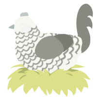 (unnamed), a white and ash chicken with a lace pattern