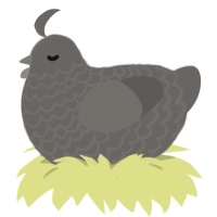 A grey chicken with a lace pattern