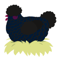 Blackberry, a tumblr and sable chicken with a lace pattern