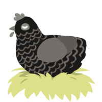 A sable and grey chicken with a lace pattern