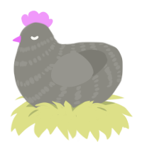A ash chicken with a bar pattern