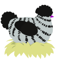 Zebra again, a silver and black chicken with a bar pattern