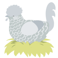 Rolling Fog, a silver and mist chicken with a lace pattern