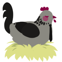 Bazett, a ash and sable chicken with a neck-speckle pattern