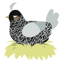 Beauty, a black and silver chicken with a double-lace pattern