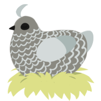 Asbestos, a ash and silver chicken with a lace pattern