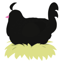 black xxy, a black chicken with a half-lace pattern