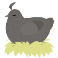 rock, a grey chicken with a double-lace pattern