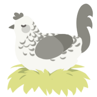 Ash Lace, a white and ash chicken with a half-lace pattern