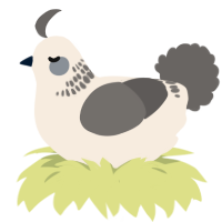 A cream and grey chicken with a neck-band pattern