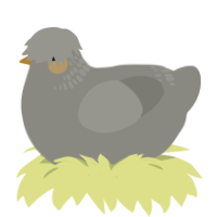 A ash chicken with a neck-band pattern