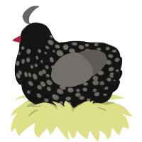 A black and grey chicken with a speckle pattern