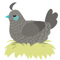 Bennett, a ash and grey chicken with a lace pattern