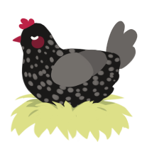 A sable and grey chicken with a speckle pattern