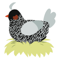 (unnamed), a black and silver chicken with a double-lace pattern