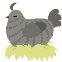 grey yxx, a ash and grey chicken with a bar pattern