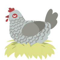 Blue Andalusian, a silver and ash chicken with a lace pattern