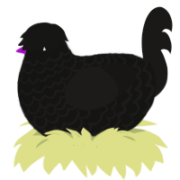 (unnamed), a black and sable chicken with a lace pattern