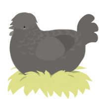 A grey chicken with a half-lace pattern