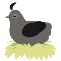 Hematite, a grey and sable chicken
