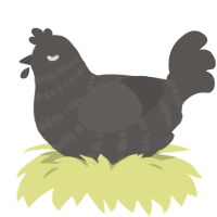 Arlan Saracan, a grey chicken with a bar pattern