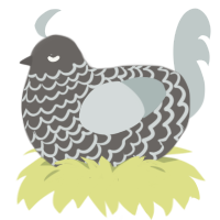 Crash, a grey and silver chicken with a lace pattern
