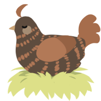 Sugar Cube, a bark and brown chicken with a bar pattern
