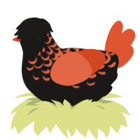 A sable and vermilion chicken with a half-lace pattern