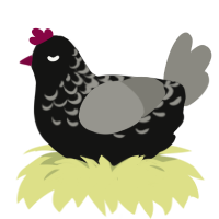 bob, a black and ash chicken with a half-lace pattern