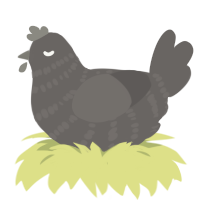 A grey chicken with a bar pattern