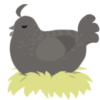 A grey chicken with a half-lace pattern