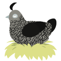 A ash and black chicken with a double-lace pattern