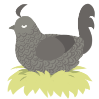 Asteroid, a ash and grey chicken with a double-lace pattern