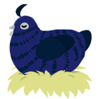 Kole, a navy and tumblr chicken with a bar pattern