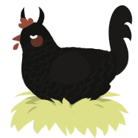 Void, a black and sable chicken with a lace pattern