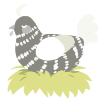 A ash and white chicken with a bar pattern