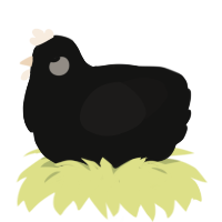 Very Big Mynah, a black and sable chicken